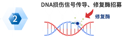 聖域